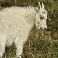 Buy canvas prints of Innocence and Beauty in a Young Mountain Goat by Belinda Greb