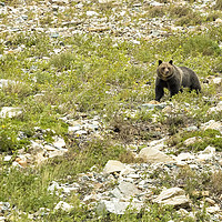 Buy canvas prints of Grizzly Watching People Watching Grizzly No. 2 by Belinda Greb