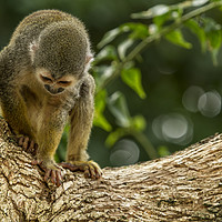 Buy canvas prints of Monkey No. 1 Whatcha Got Down There by Belinda Greb