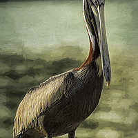 Buy canvas prints of Portrait of a Pelican by Belinda Greb