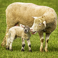 Buy canvas prints of Mama Had a Little Lamb by Belinda Greb
