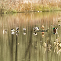 Buy canvas prints of Duck Reflections by Belinda Greb