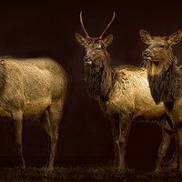 Buy canvas prints of Three Elk by Belinda Greb