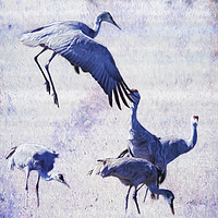 Buy canvas prints of Hopping Crane by Belinda Greb