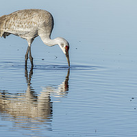Buy canvas prints of Sandhill Crane and Reflection by Belinda Greb