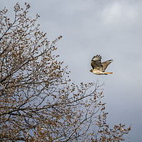 Buy canvas prints of Red Tailed Hawk In Flight by Belinda Greb