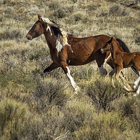 Buy canvas prints of Wild Mare and Foal Running by Belinda Greb