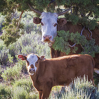 Buy canvas prints of Cow and Calf by Belinda Greb