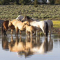 Buy canvas prints of Reflection of a Mustang Family by Belinda Greb