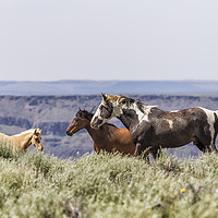 Buy canvas prints of South Steens Stallion with Mare and Foal by Belinda Greb