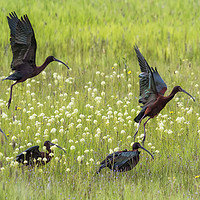 Buy canvas prints of White-Faced Ibis Rising, No. 1 by Belinda Greb