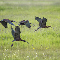 Buy canvas prints of White-Faced Ibis Rising, No. 2 by Belinda Greb