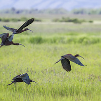 Buy canvas prints of White-Faced Ibis Rising, No. 3 by Belinda Greb