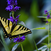 Buy canvas prints of Butterfly on a Purple Flower by Belinda Greb