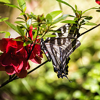 Buy canvas prints of Butterfly on an Azalea by Belinda Greb