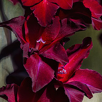 Buy canvas prints of Gladiolus by Belinda Greb