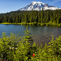 Buy canvas prints of Wildflower Color by Reflection Lake and Mt Rainier by Belinda Greb