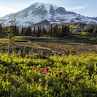 Buy canvas prints of Early Evening on Mt Rainier by Belinda Greb
