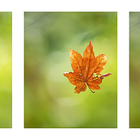 Buy canvas prints of Leaf Spinning on a Spider's Silken Thread Triptych by Belinda Greb