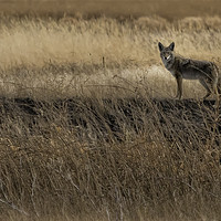 Buy canvas prints of Coyote at Malheur No. 2 cropped by Belinda Greb