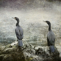 Buy canvas prints of Two Cormorants by Belinda Greb