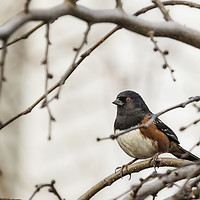 Buy canvas prints of Spotted Towhee by Belinda Greb