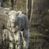 Buy canvas prints of Winter Lamb by Belinda Greb