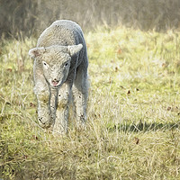 Buy canvas prints of Here Comes Sweetness by Belinda Greb