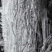 Buy canvas prints of Icicles, No. 5 bw by Belinda Greb