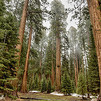 Buy canvas prints of Sequoias in the Fog by Belinda Greb