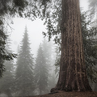 Buy canvas prints of A Giant in the Fog by Belinda Greb