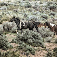 Buy canvas prints of A Day in the Lives of South Steens Wild Horses, No by Belinda Greb