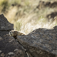 Buy canvas prints of Yellow Bellied Marmot At Its Lookout, No.2 by Belinda Greb