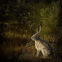 Buy canvas prints of Hare by Belinda Greb