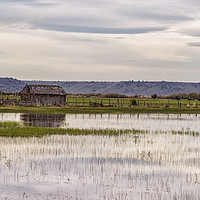Buy canvas prints of Old Shed on Marsh by Belinda Greb