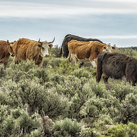 Buy canvas prints of Five Cows Coming Down a Hill by Belinda Greb