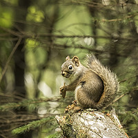 Buy canvas prints of Who You Calling Squirrelly? by Belinda Greb