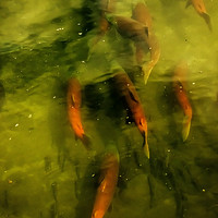 Buy canvas prints of Sockeye Salmon at Potter Marsh by Belinda Greb