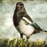 Buy canvas prints of Message from the Magpie by Belinda Greb