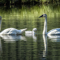Buy canvas prints of Family of Swans, No. 2 by Belinda Greb