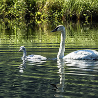 Buy canvas prints of Cygnet with Father by Belinda Greb