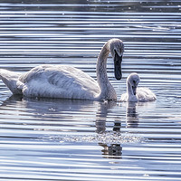 Buy canvas prints of Cygnet with Mother by Belinda Greb