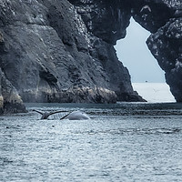 Buy canvas prints of Two Humpback Whales in Resurrection Bay by Belinda Greb