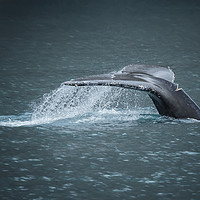 Buy canvas prints of Whale Tail by Belinda Greb