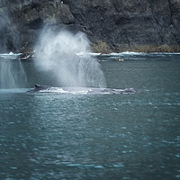 Buy canvas prints of Humpback Whales Spouting by Belinda Greb