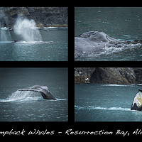 Buy canvas prints of Humpback Whales Collage by Belinda Greb