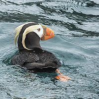 Buy canvas prints of Tufted Puffin by Belinda Greb
