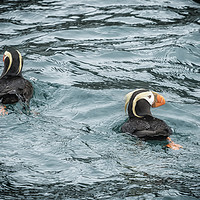 Buy canvas prints of Tufted Puffin Pair by Belinda Greb