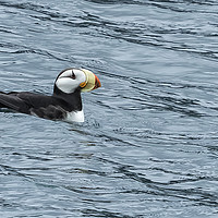 Buy canvas prints of Horned Puffin, No. 1 by Belinda Greb