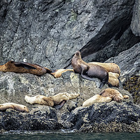 Buy canvas prints of Group of Female Sea Lions and Young by Belinda Greb
